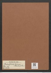 Ardissonia formosa (Hantzsch) Grun. (de-Toni-Nr.: Genus 68, Species 2681) Zeichnungen Sammlung Grunow Mappe 02891 (Herbarium_W_Grunow_drawings_Folder_02891)